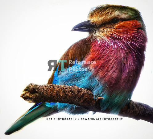 Lilac-breasted Roller