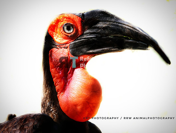 Southern Hornbill