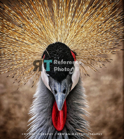 Grey Crowned Crane