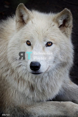 Hudson Bay Wolf