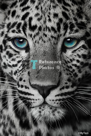 Leopard cub with turquoise eyes (extreme edit)