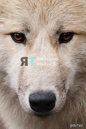 Hudson Bay Wolf  close up