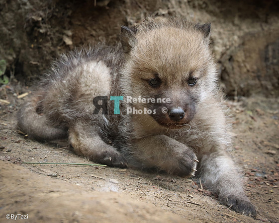 Hudson Bay Wolf pup