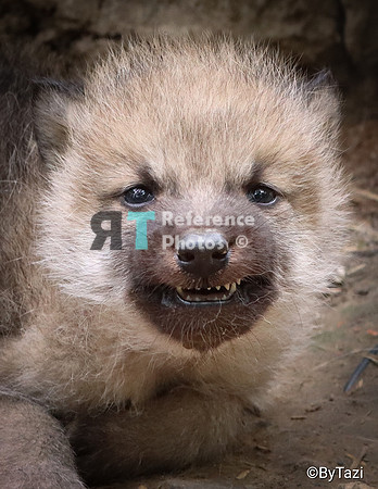 Hudson Bay Wolf pup