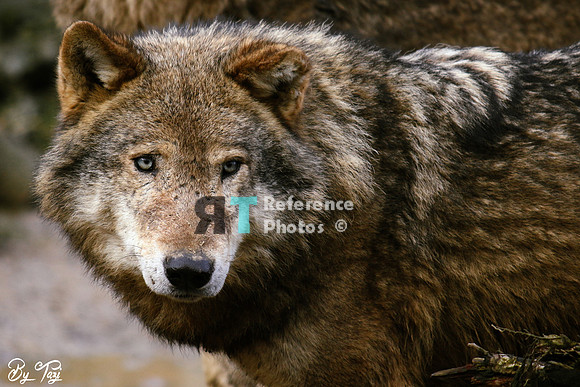 Grey wolf