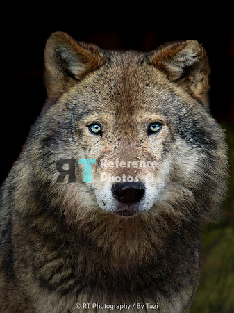 Grey wolf