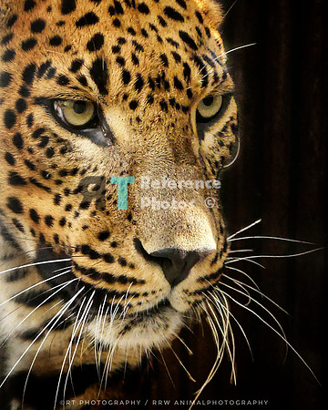 Sri Lankan Leopard