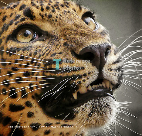 Sri Lankan Leopard