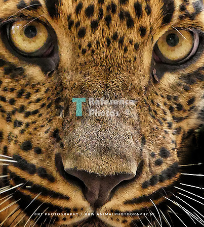 Sri Lankan Leopard