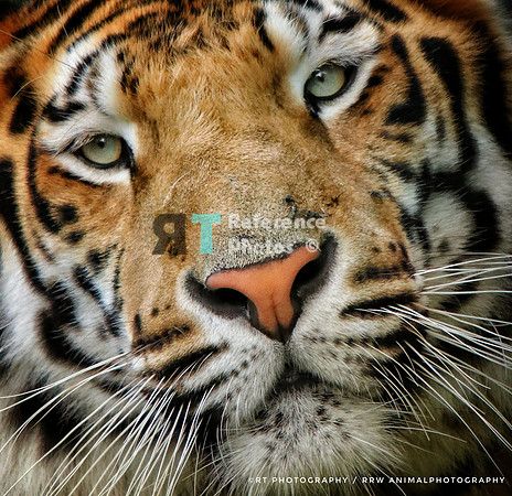 Bengal Tiger