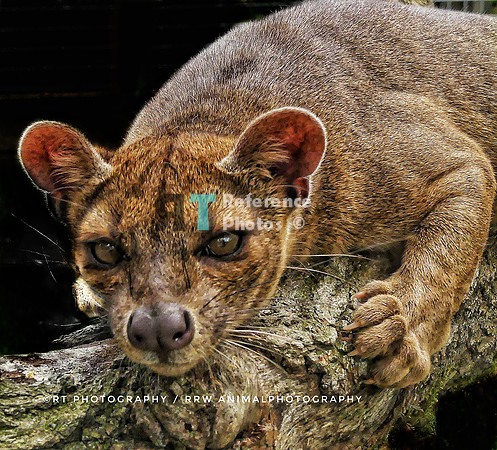 fossa