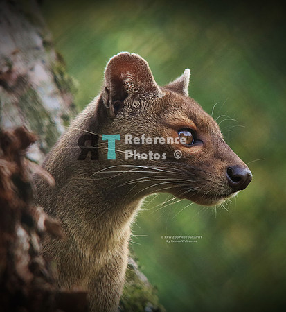fossa