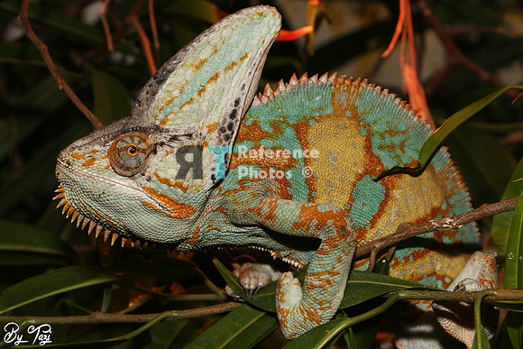 Yemen Chameleon