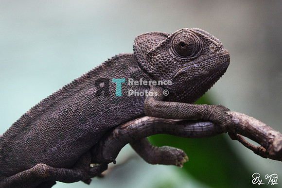 Chameleon