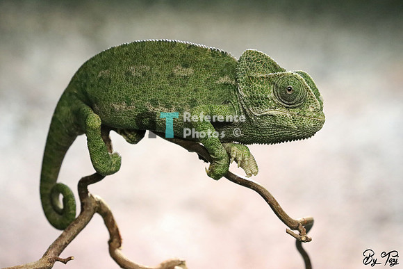 Chameleon
