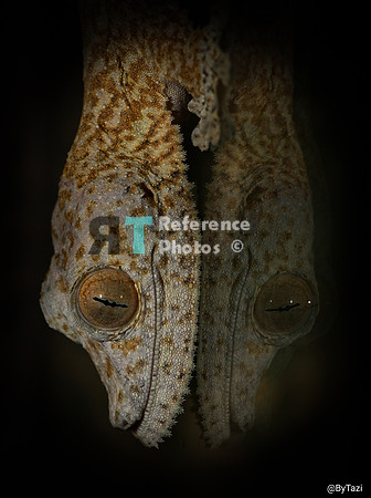 Gecko