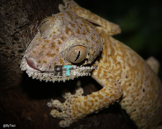 Gecko