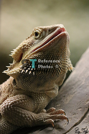 Reptile