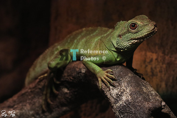 Reptile