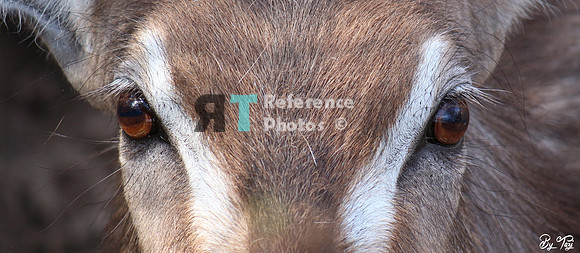 Waterbuck eyes