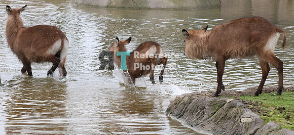 Waterbucks in water