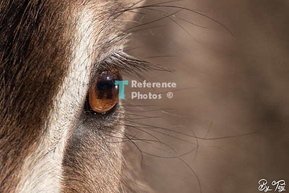 Waterbuck eye