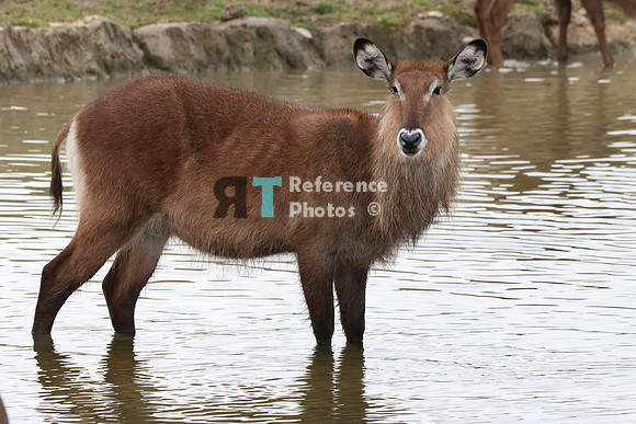 Waterbuck in water