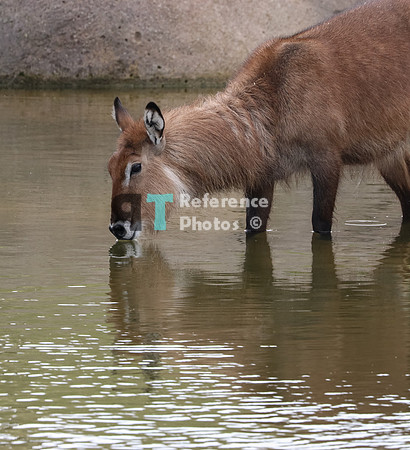Waterbuck in water drinking