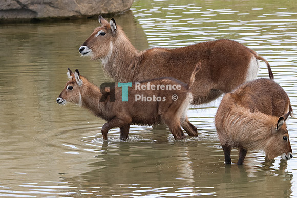 Waterbucks in water