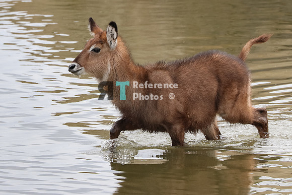 Waterbuck calf in water