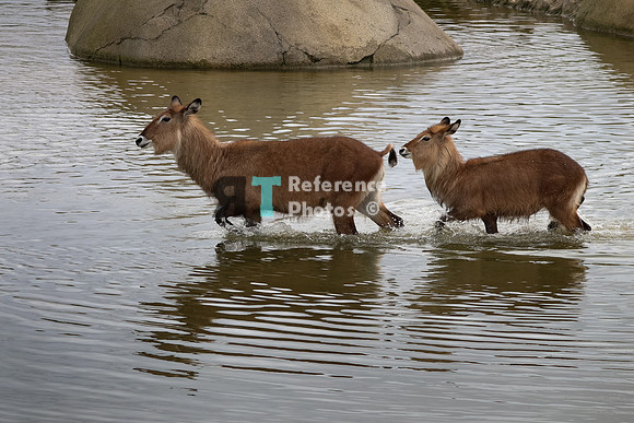 Waterbucks in water