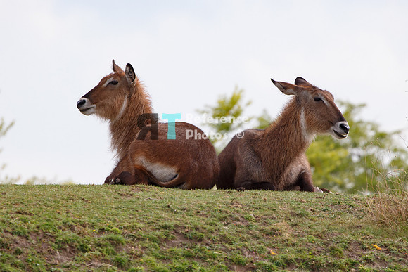 Waterbucks
