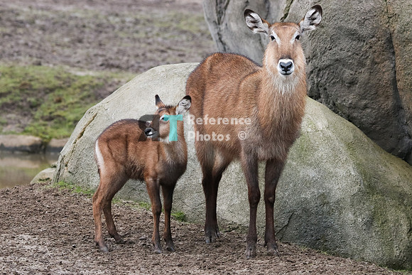 Waterbuck calf and mother