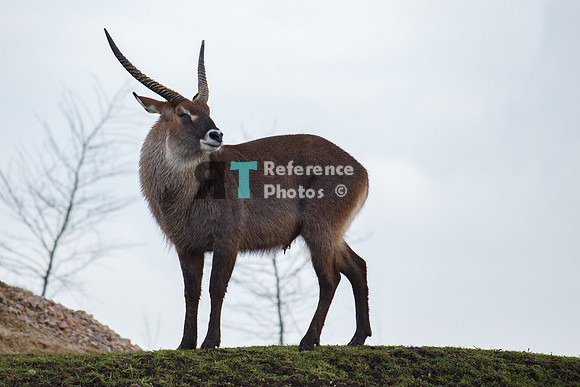 Waterbuck male