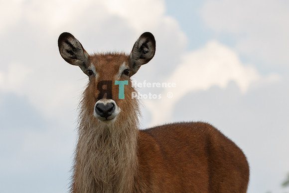 Waterbuck