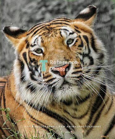 Bengal Tiger