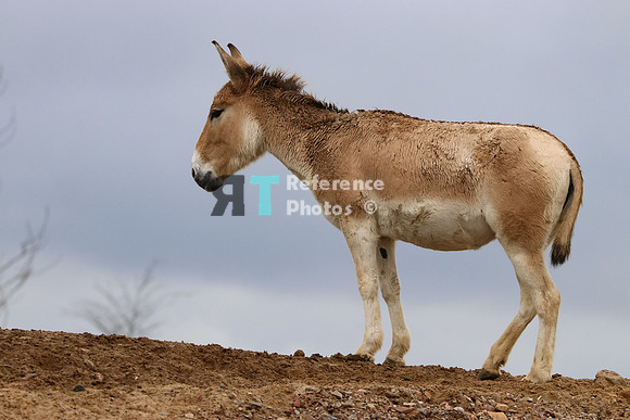 Onager