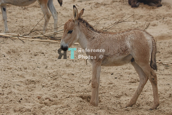 Onager