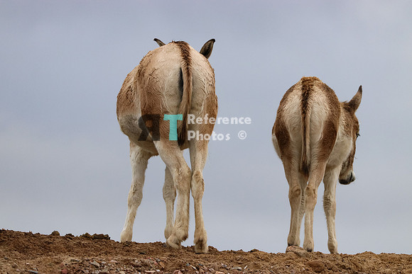 Onagers' butts