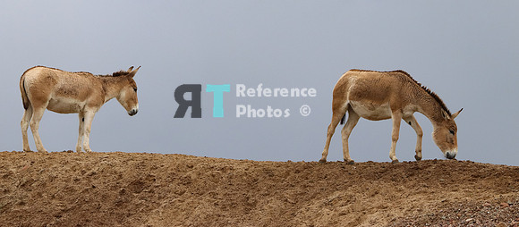 Onagers