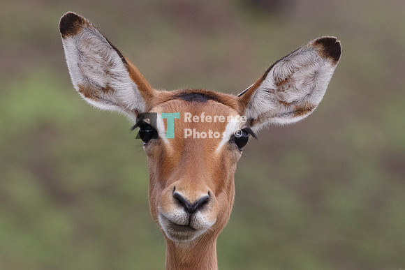 Impala