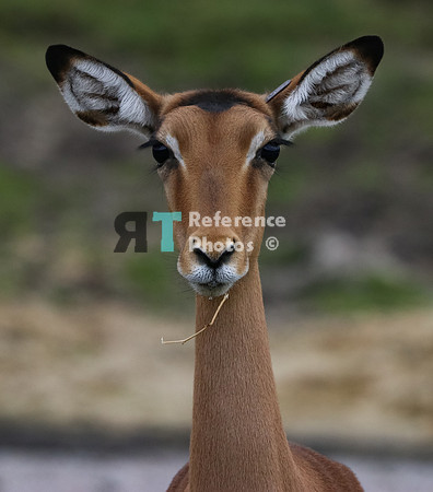 Impala