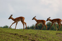 Impala