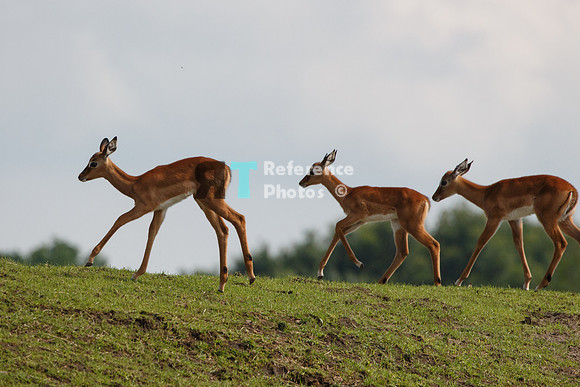 Impala