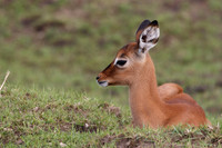 Impala