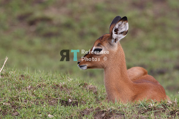 Impala