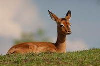 Impala