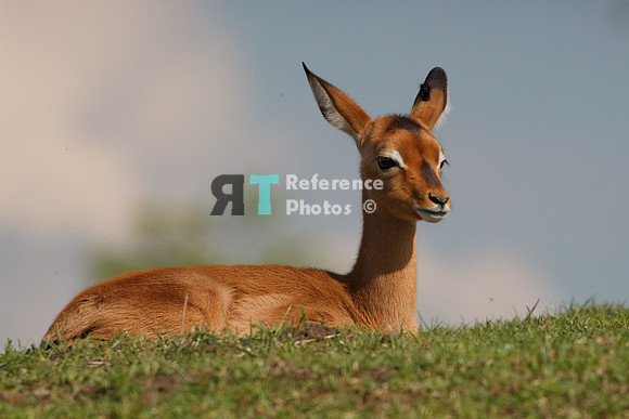 Impala