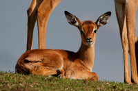 Impala