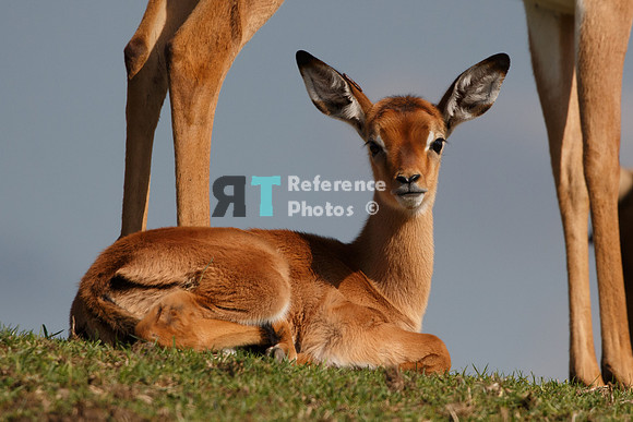 Impala